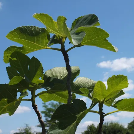 Bed and Breakfast Au Jardin De Pages D'hotes Et