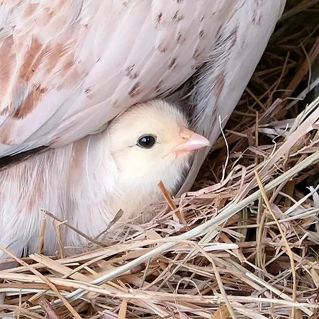 Au Jardin De Pages D'hotes Et Bed and Breakfast Lias-d'Armagnac
