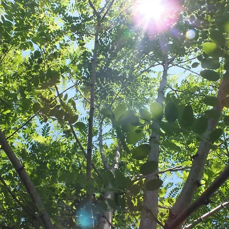 Frühstückspension Au Jardin De Pages D'hotes Et Lias-d'Armagnac